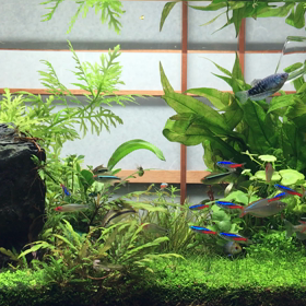 アクアリウム【動画初挑戦】の画像