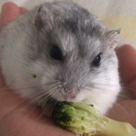 ブロッコリーの画像