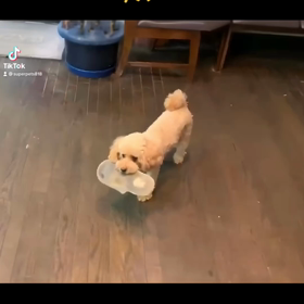 愛犬ちゃんと『♪ペッタムダンス♪』の画像