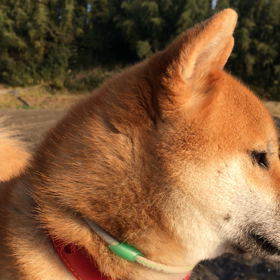 春の声 ♪の画像