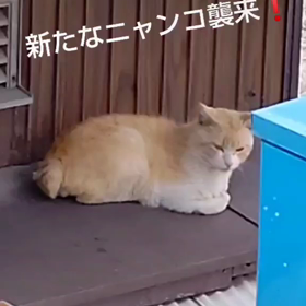ニャンコのバトル(=^ェ^=)の画像