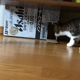 クリスマスやお正月準備…子猫マリーちゃん1人遊び。の画像