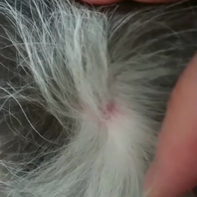 フーちゃんの患部の画像