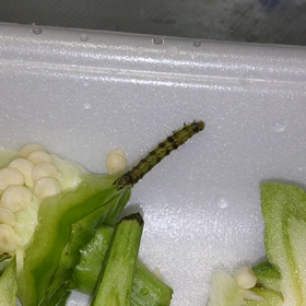 ムシ男との出会い　そして別れの画像