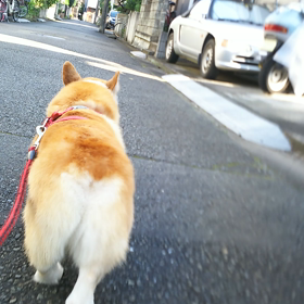 オチリぷりぷりの画像