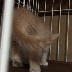 メロンちゃんの画像