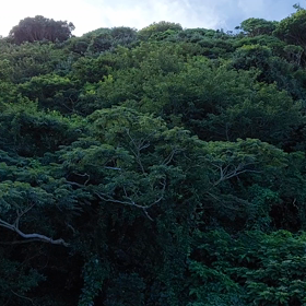 ミンミン蝉の画像