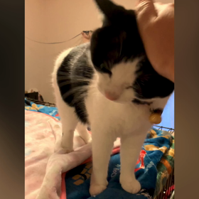 揺れちゃうのの画像