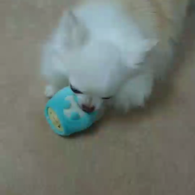 ぬいぐるみだいすき！の画像