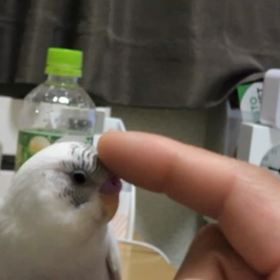 癒しの撫で撫で&ブチ切れの画像