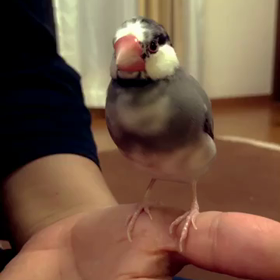 父の三十三回忌の画像