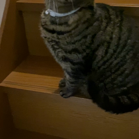 むぎちゃんが一緒にの画像