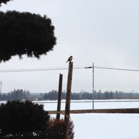 今日も お久しぶり ?の画像