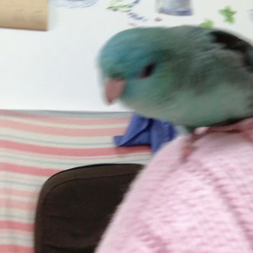 トイレットトレーニングできてるインコの画像