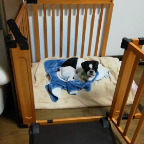 食後はまったりの画像