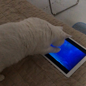 悔しがる  らったんの画像