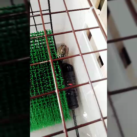 迷子の向日葵さん(｡･ω･)の画像