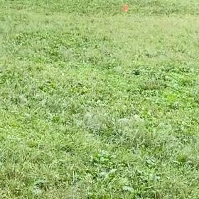 1000m １組目②の画像