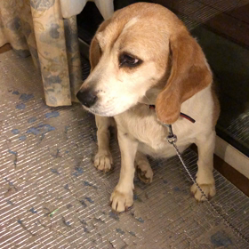 今夜のハッピーの画像