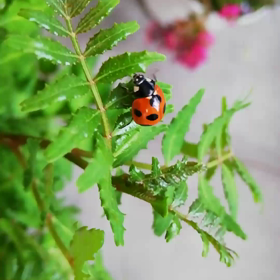 てんとう虫と山椒の木(動画)の画像