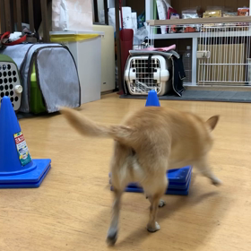 蘭丸編。の画像