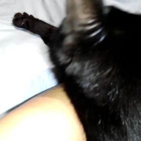 雨の朝の猫の画像