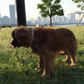 何時もの豊洲への画像