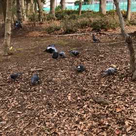 次々と集まる鳩の画像