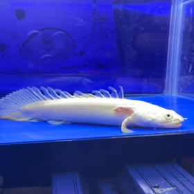 プラチナビキールラプラディご成約！！の画像