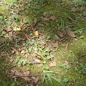 昆虫界最強。の画像