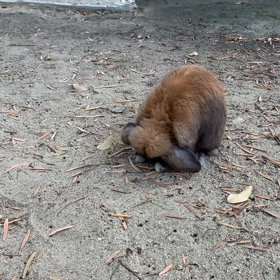 うさんぽの画像