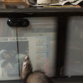 飛びます飛びますの画像