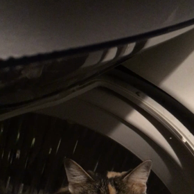 洗濯機の中が好きな猫の画像