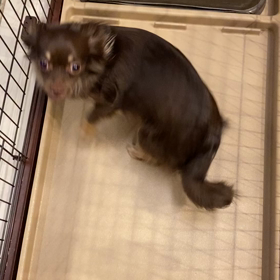 今日のエルマー ごはんの前の儀式の画像