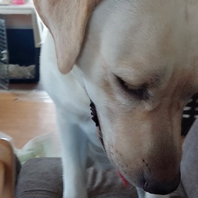 プードルのレーヴちゃんイタズラ大好きの画像