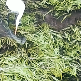 ダイサギの食事シーンの画像