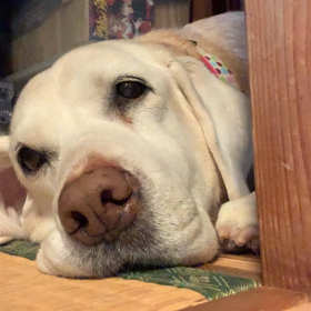 よもぎ 起きてみませんか？（笑）の画像