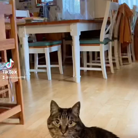 シルフくん、固まる？の画像