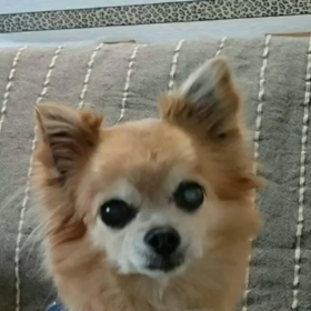 犬のおまわりさんを歌う、なっちゃん♪の画像