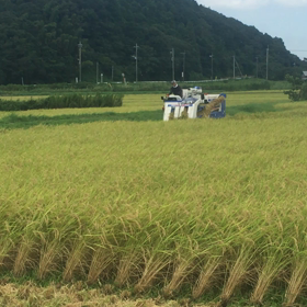 稲刈り始まりましたの画像