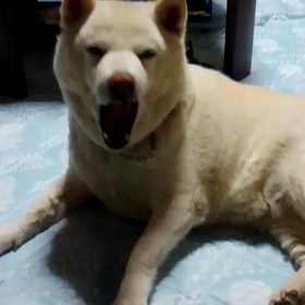 旬のおやつ(^o^)vの画像