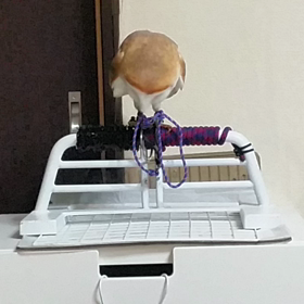 鷹匠結びをほどく犯人。証拠映像。の画像