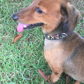 家のレン君の画像