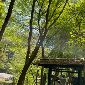 森林浴〜ホッとしたい方へ動画どうぞの画像