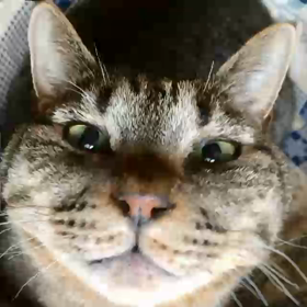 (カルが寝たので)ソラ～夜のツブヤキの画像