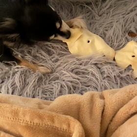 これなら大丈夫？の画像