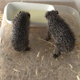 はじめての♡の画像