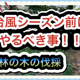 注意！！台風までにやるべき事。山林の画像