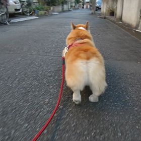 今日も動画の画像