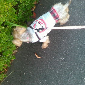 クン活？散歩？の画像